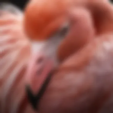 Close-up of a flamingo showcasing its elegant plumage and distinctive features