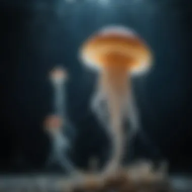Mesmerizing Jellyfish Display Mesmerizing Jellyfish Display
