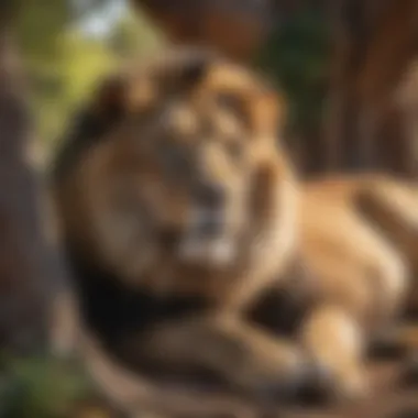 Wild lion resting under a tree in Vegas Zoo